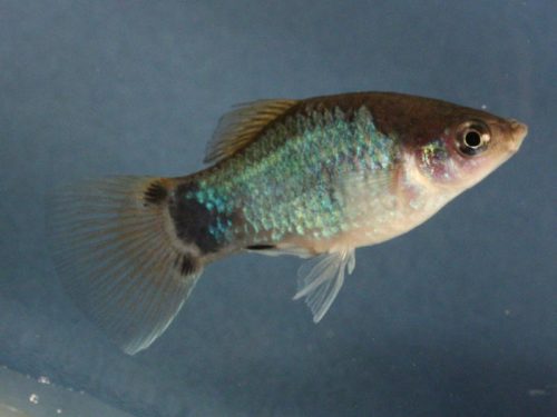 Platy Neon Blue Mickey Mouse – Bio World Aquatics Holdings