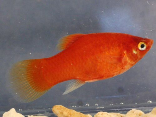 Platy Red – Bio World Aquatics Holdings